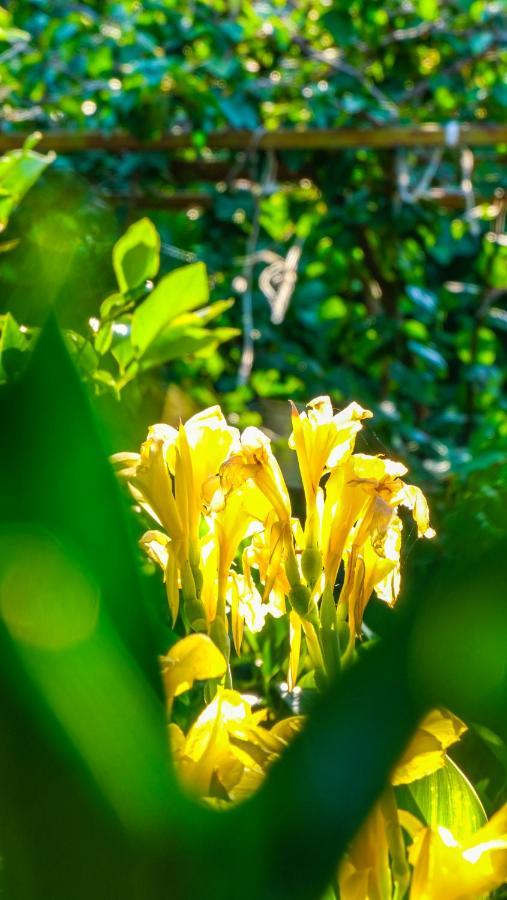Lemon Garden Lodge Çıralı Eksteriør bilde