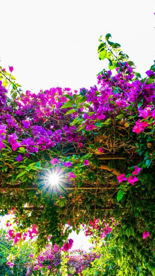 Lemon Garden Lodge Çıralı Eksteriør bilde